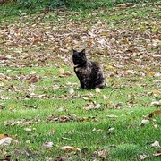 17th Oct 2023 - Lilo Among The Leaves