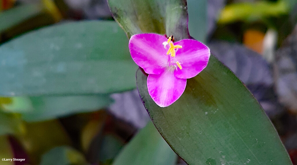 Tradescantia Callisia by larrysphotos