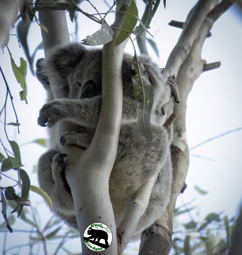 see I fit just fine by koalagardens