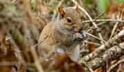 30th Dec 2023 - Squirrel Having Lunch!