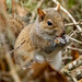 Squirrel Having Lunch! by rickster549