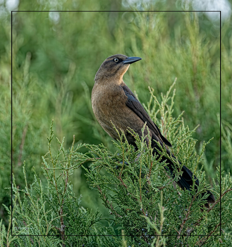 Female Greater-Tailed Grackle by bluemoon