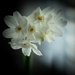 Christmas Narcissus by randystreat