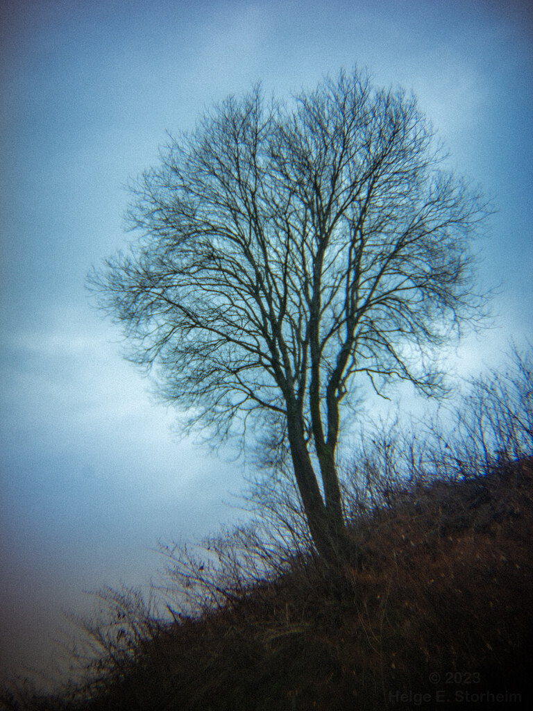 Lone tree by helstor365