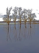 31st Dec 2023 - Flooding