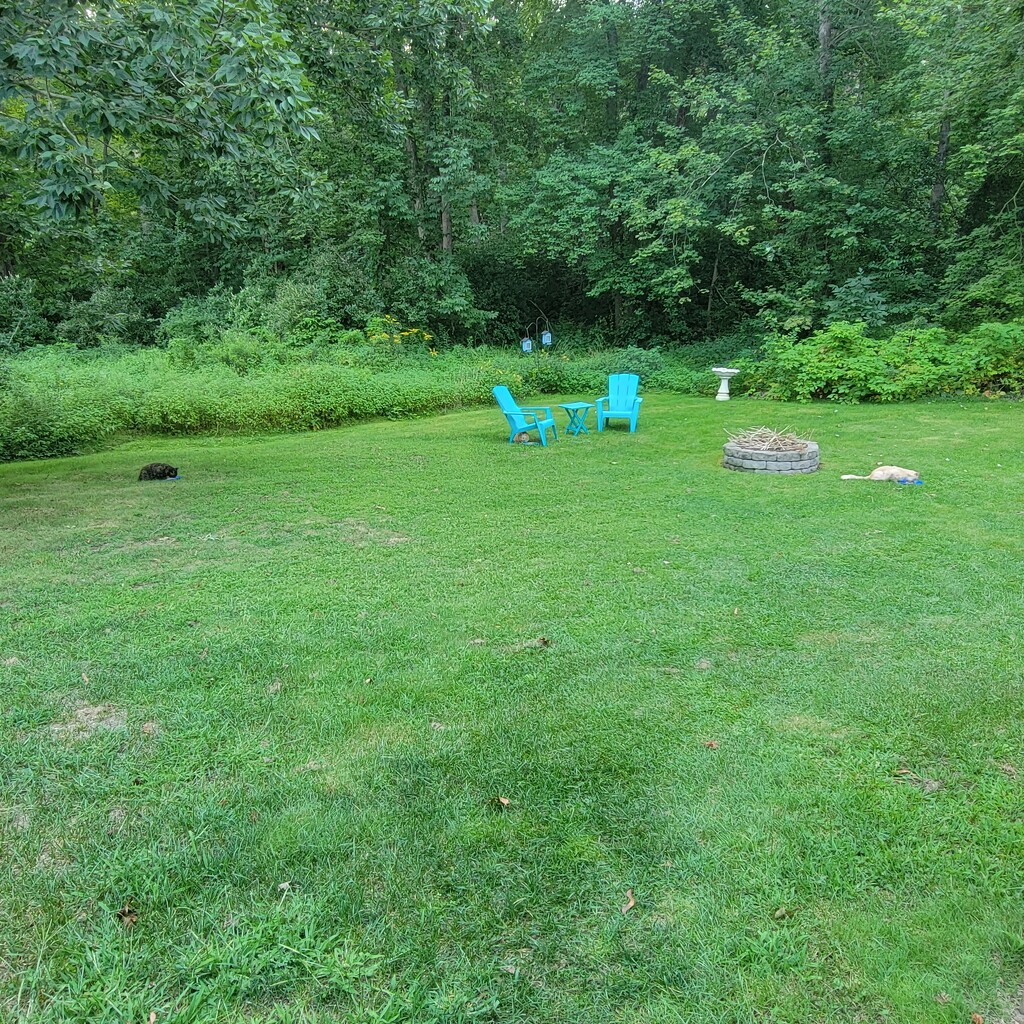 Cats Eating Among The Lush Backyard by shesays