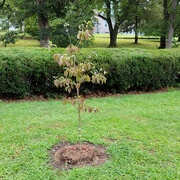 15th Aug 2023 - New Tree