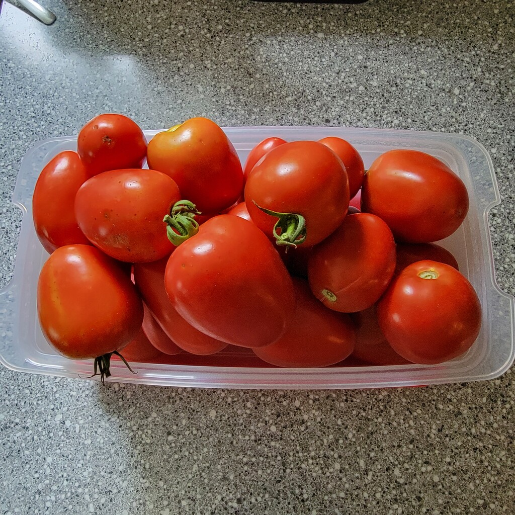 Tomatoes From Our Garden by shesays