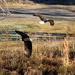 Dec 15 Eagles 2 Across Big Pond C U IMG_5762AA by georgegailmcdowellcom