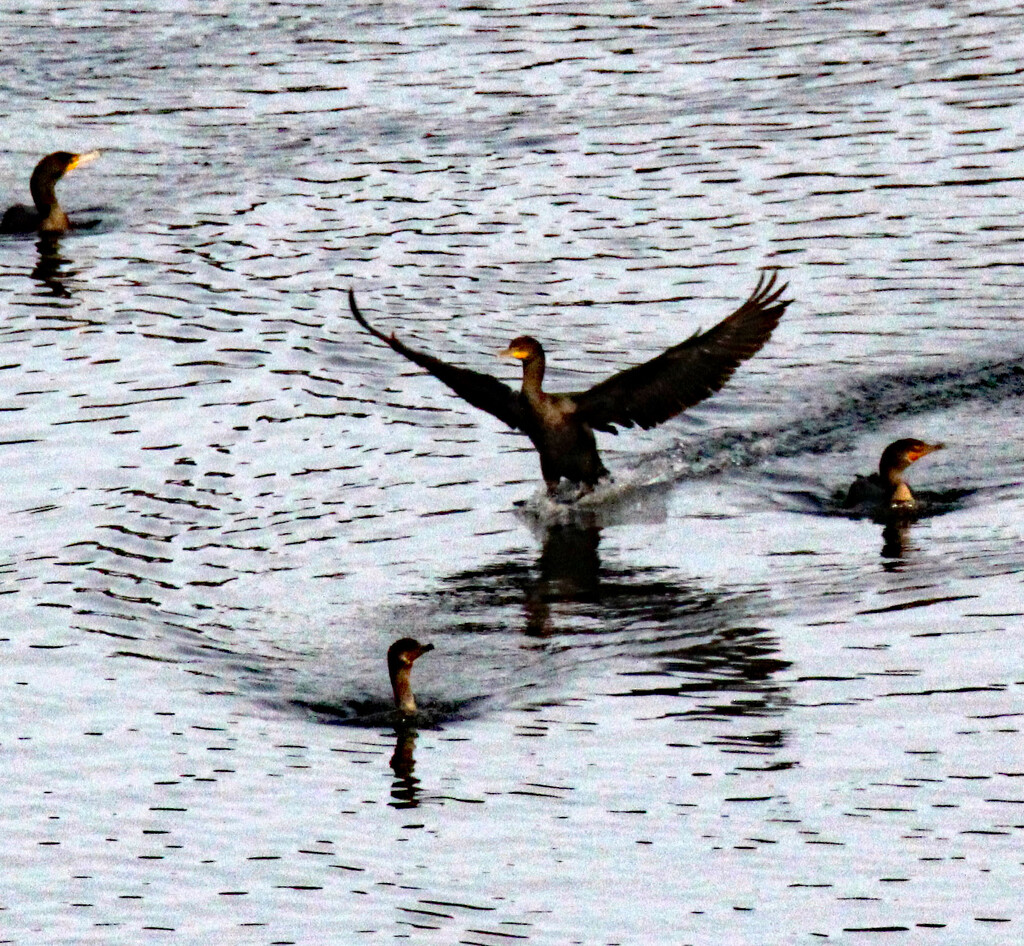 Dec 16 Cormorant Landing IMG_5935AA by georgegailmcdowellcom