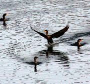 16th Dec 2023 - Dec 16 Cormorant Landing IMG_5935AA