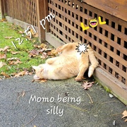 18th Nov 2023 - Momo Being Silly