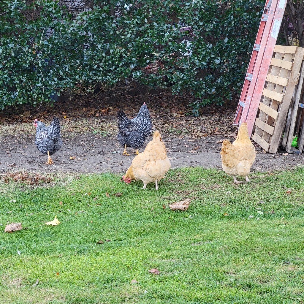 Chickens At The In-Laws by shesays