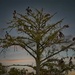 LHG_0567 Pelican tree roost by rontu