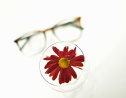 31st Dec 2023 - Glasses & Flower
