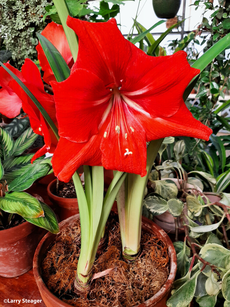 Amaryllis Red Lion by larrysphotos