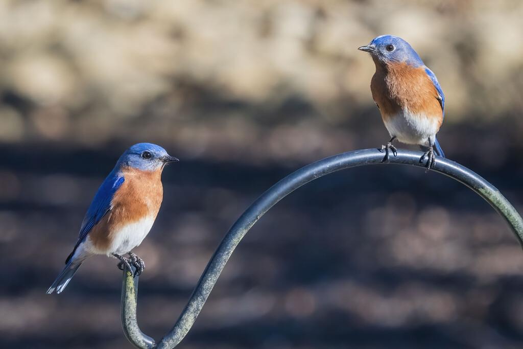 Bluebirds by kvphoto
