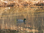 31st Dec 2023 - Duck Sitting in Water Down Trail 