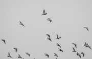 31st Dec 2023 - Pigeons