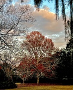 31st Dec 2023 - Autumn finery and Spanish moss