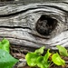 Eye in Wood by walksnaplove