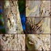 One Tree - Many Textures