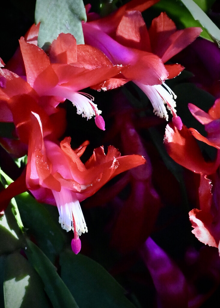 Christmas Cactus 1 by ososki