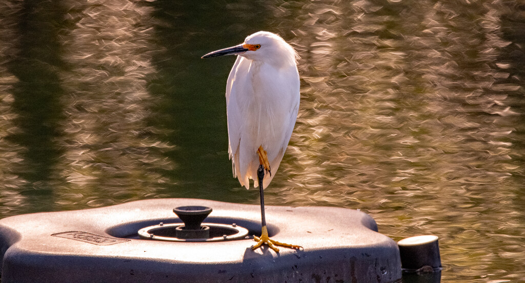 The Snowy Egret Has Taken Over the Water Fountain! by rickster549