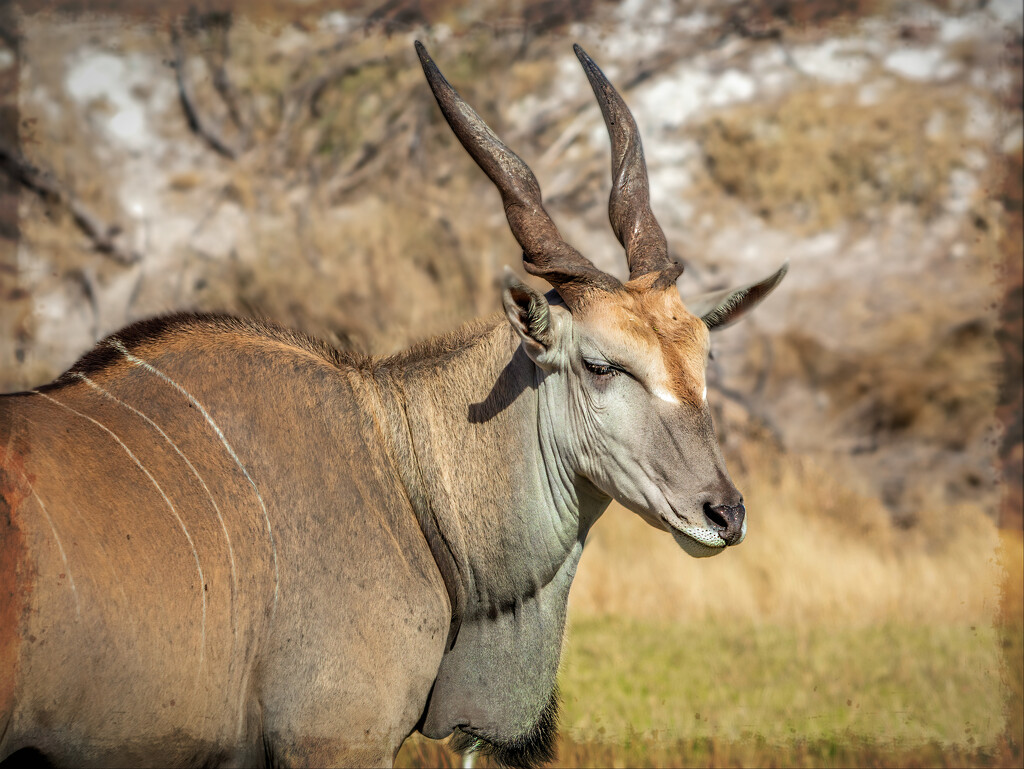 A beautiful and peaceful buck, by ludwigsdiana