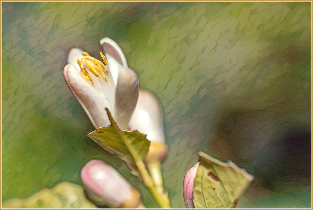 Lemon blossoms by ludwigsdiana
