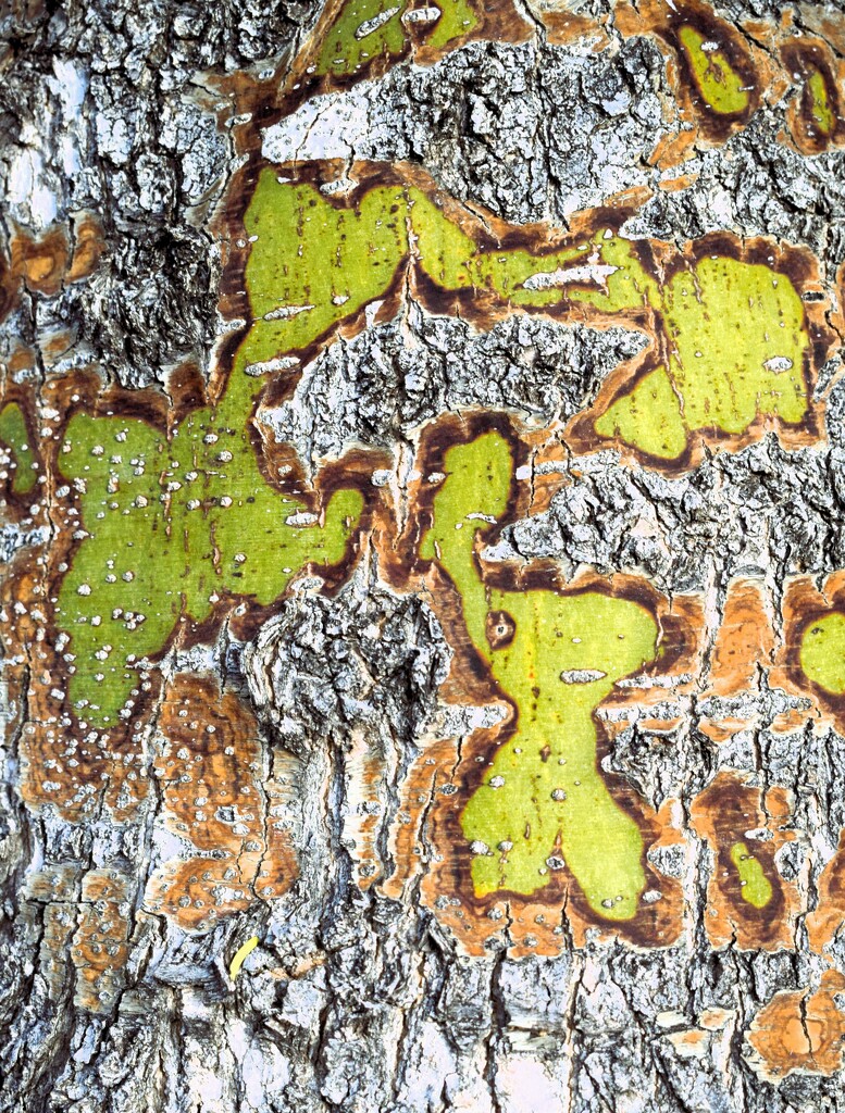 12 29 Palo Verde bark by sandlily