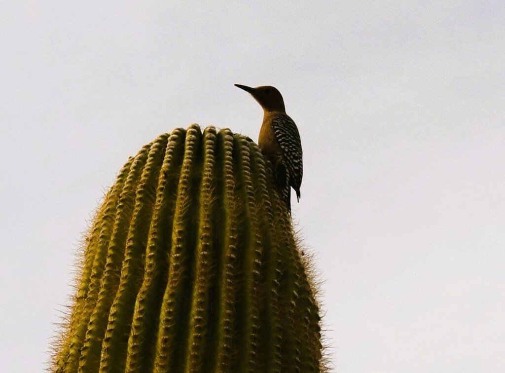 12 29 Woodpecker on Saguaro by sandlily