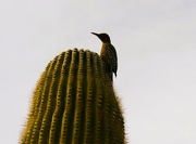 29th Dec 2023 - 12 29 Woodpecker on Saguaro