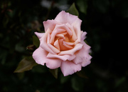 17th Dec 2023 - Rose