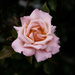 Rose by suez1e