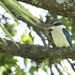 Kingfisher capers by dkbarnett