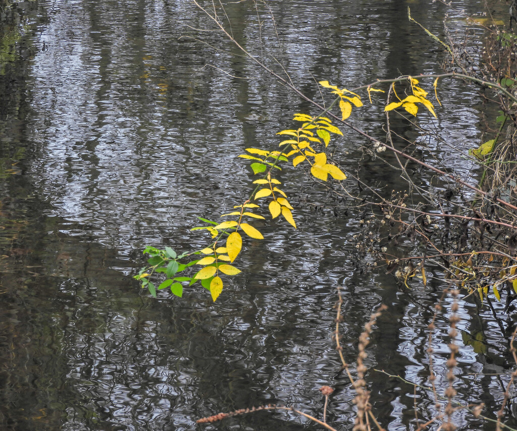 A bit of winter colour by tiaj1402