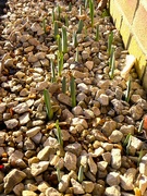 31st Dec 2023 - Outdoor daffodils