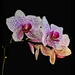 My Orchid is Blooming! by radiogirl