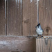 Black-crested Titmouse by dkellogg