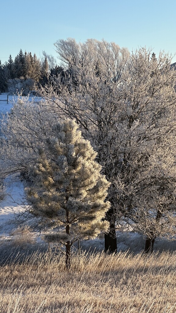 Frosty morn by colleennoe