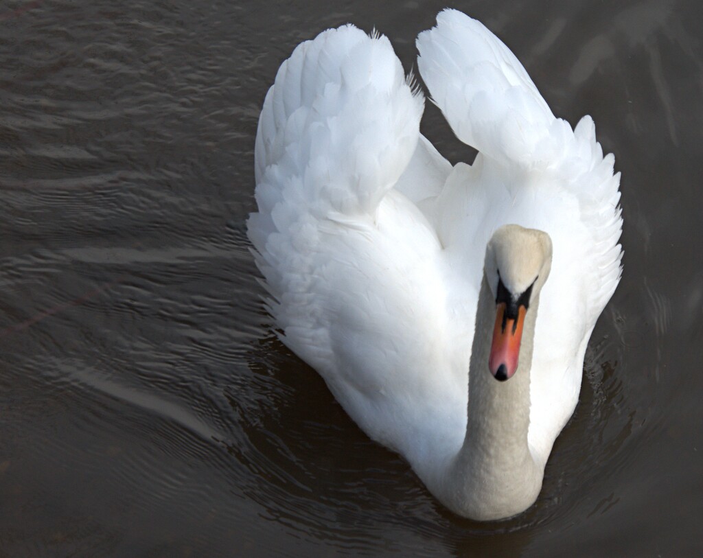 majestic swan by ollyfran