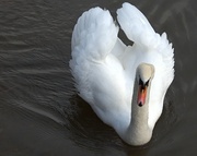 1st Jan 2024 - majestic swan