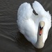 majestic swan by ollyfran