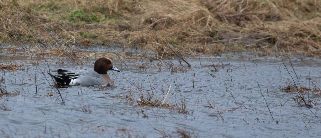 Wigeon by lifeat60degrees