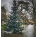 Christmas tree in the river by photopedlar