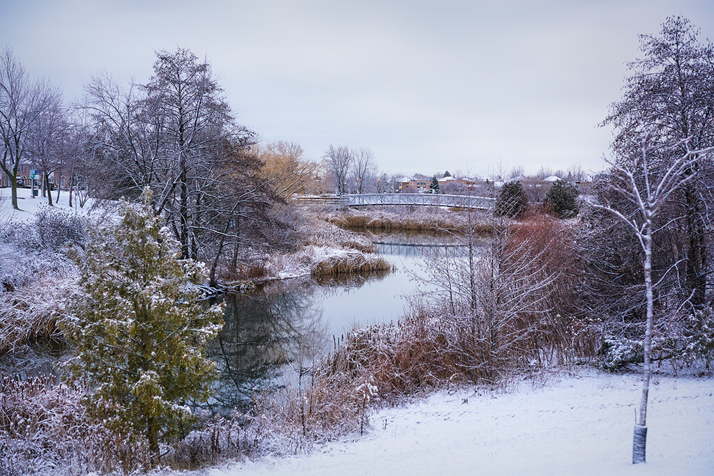 First Morning, First Snowfall by gardencat