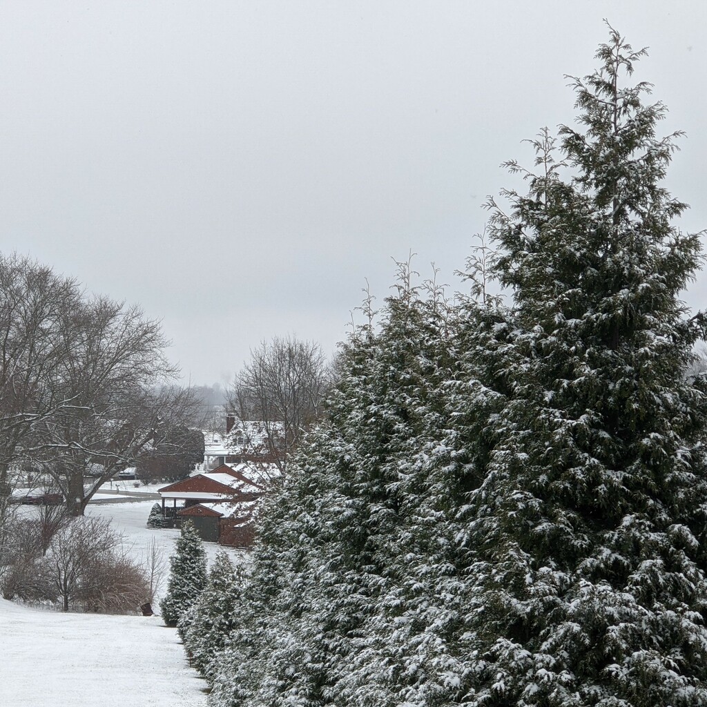 Delmont snowy pine trees  by mskowvron