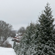 1st Jan 2024 - Delmont snowy pine trees 