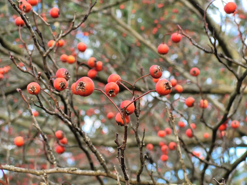 Pops of color by scoobylou